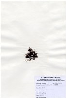 藏品(二列匍管藻)的圖片